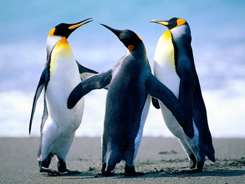 Penguins.  